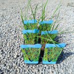 Šáchor dlhý (Cyperus longus) - výška 10-20 cm, kont. P9